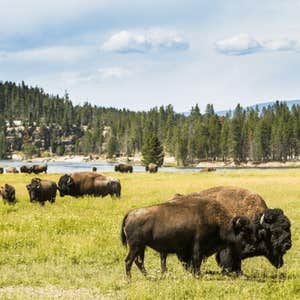Yellowstone National Park Tours and Tickets