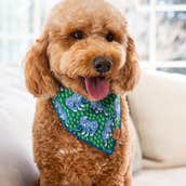 Gifts for Pet Lovers That'll Make Tails Wag