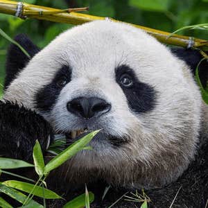 San Diego Zoo 1-Day Pass: Any Day Ticket