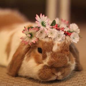 @bunnymama on instagram, @bunnymama on Instagram