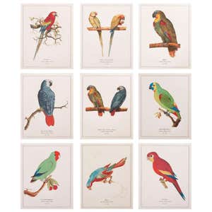 chairish.com, 1590s Anselmus Boëtius De Boodt, Parrots - Set of 9