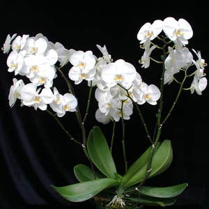 elstika.com, White Orchids