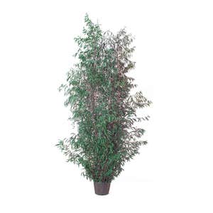 Eucalyptus