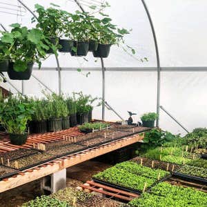 MX Morningstar Farm Vegetables