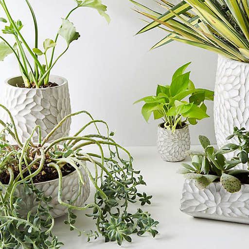 anthropologie.com, Anthropologie Chrysanthemum Pot