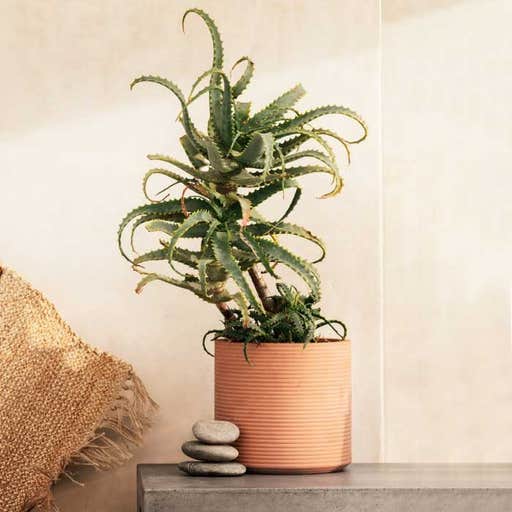hm.com, H&M Large Terracotta Plant Pot