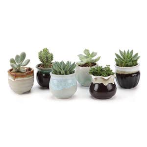 T4U Small Ceramic Succulent Pots